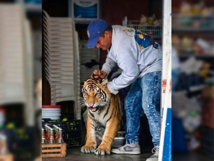 Imagen ilustrativa del tigre de bengala.
