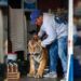 Imagen ilustrativa del tigre de bengala.