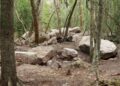 Descubren Minanbé, una ciudad maya intacta en Calakmul con templos, estelas jeroglíficas y más de mil años de historia. | AMEXI/FOTO: cultura.gob.mx