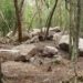 Descubren Minanbé, una ciudad maya intacta en Calakmul con templos, estelas jeroglíficas y más de mil años de historia. | AMEXI/FOTO: cultura.gob.mx