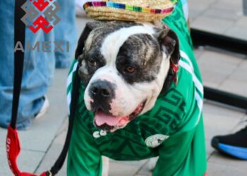 Nahuali, el bulldog de Los Ángeles que apoya a la Selección Mexicana