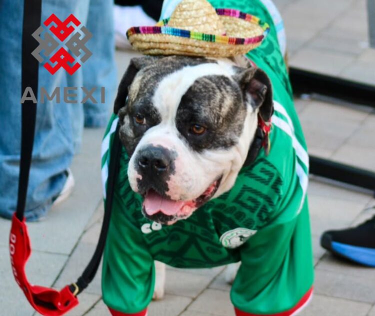 Nahuali, el bulldog de Los Ángeles que apoya a la Selección Mexicana
