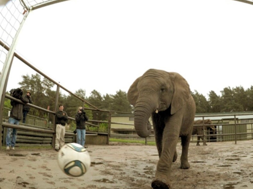 Nelly, la elefanta del Serengeti Park, patea un balón hacia una portería durante una de sus famosas predicciones deportivas.