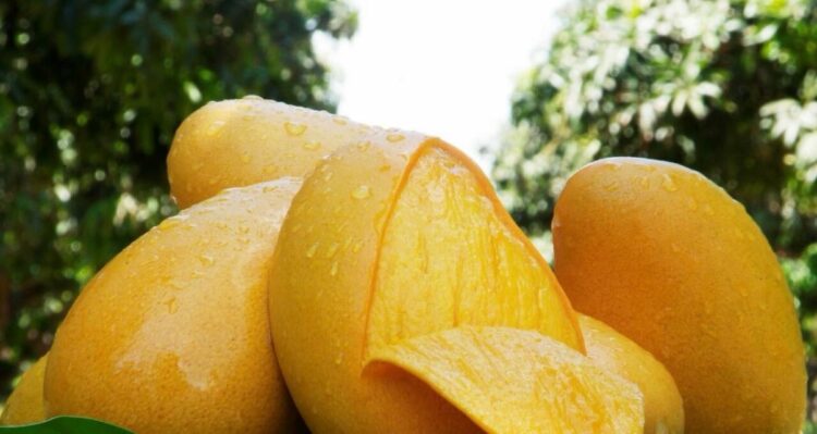 Mango