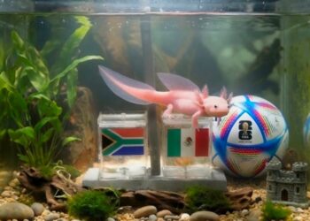 Paco el ajolote aparece junto a las banderas de México y Sudáfrica durante una predicción viral relacionada con el torneo de 2026.