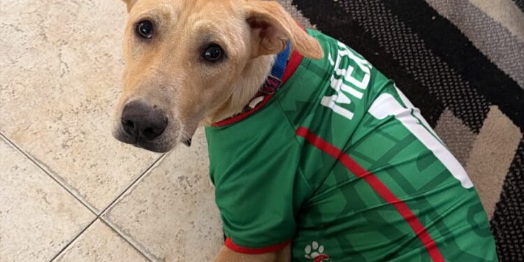 Mexicanos al grito de gol… Así se celebró el primer partido del Mundial 2026