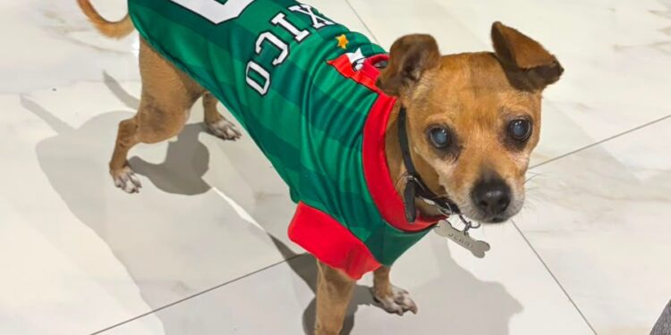 Mexicanos al grito de gol… Así se celebró el primer partido del Mundial 2026