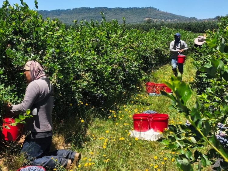 Pizca de arándanos en Oregón. AMEXI Foto Mayté Mena