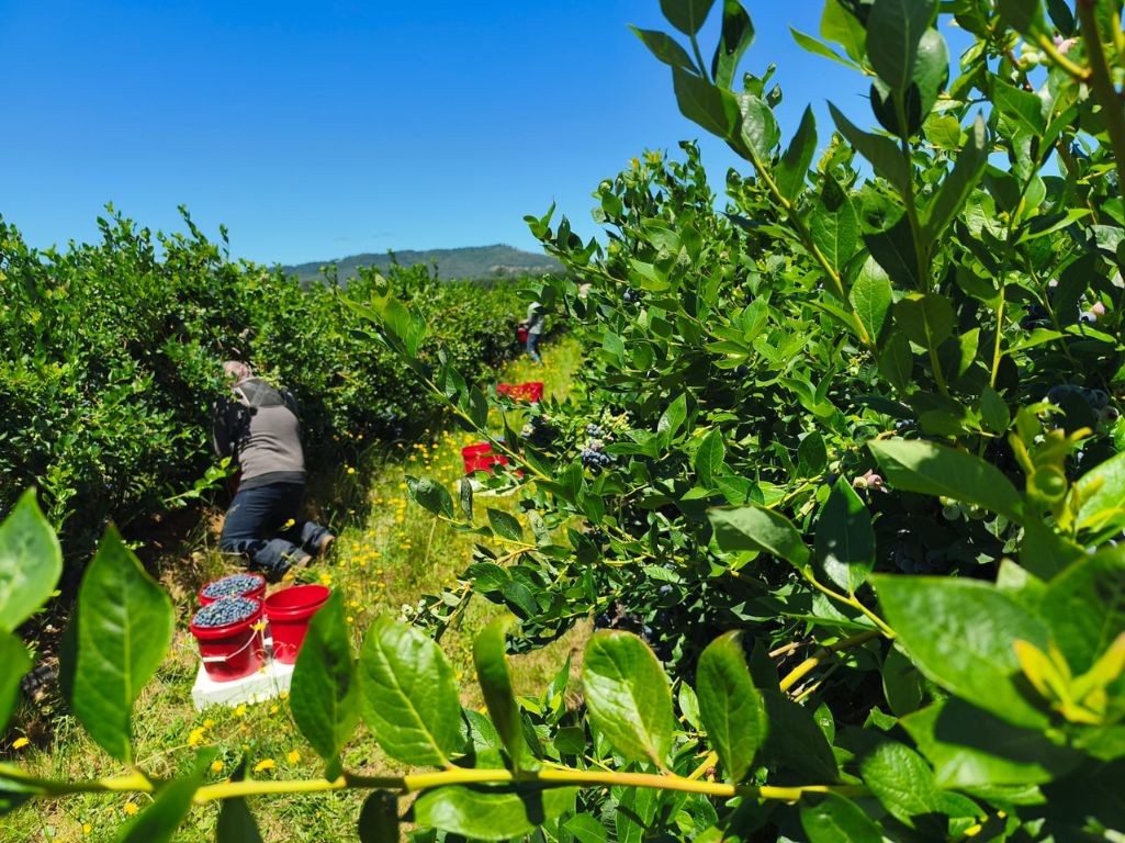 Recolección de arándanos en Oregon. AMEXI Foto Mayté Mena