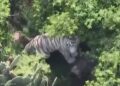 Tigre