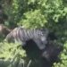 Tigre