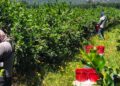 Certificado Laboral de Agroexportación