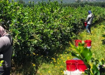 Certificado Laboral de Agroexportación