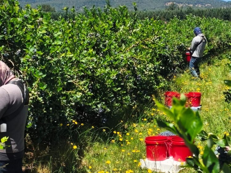 Certificado Laboral de Agroexportación