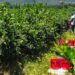 Certificado Laboral de Agroexportación