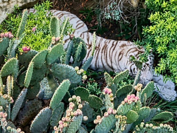 Ubican al tigre de Tepetlaoxtoc con ayuda de drones.