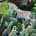 Ubican al tigre de Tepetlaoxtoc con ayuda de drones.