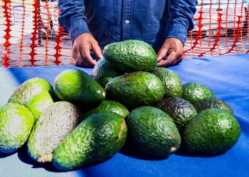 Aguacateros en Morelos rechazan que haya alerta por plaga de escarabajo