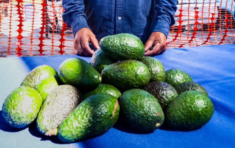 Aguacateros en Morelos rechazan que haya alerta por plaga de escarabajo
