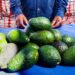 Aguacateros en Morelos rechazan que haya alerta por plaga de escarabajo