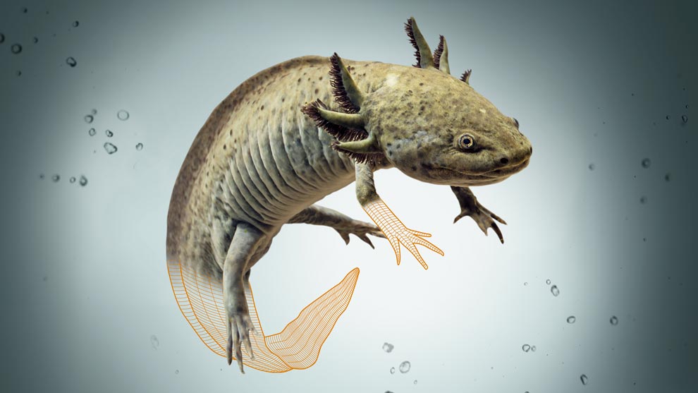 Ambystoma quetzalcoatli representa la primera especie de salamandra fósil descrita en México