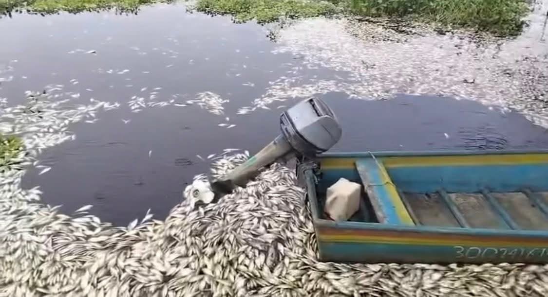 Lo más grave de esta situación es el daño al medio ambiente y la muerte de miles de peces debido a que vertían agua con tóxicos sin ningún cuidado.
