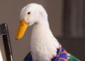 El Pato Merlín, genuino producto de la cultura popular mexicana (Opinión). Jesús Mejía, columna Dale, dale, dale