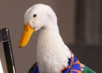 El Pato Merlín, genuino producto de la cultura popular mexicana (Opinión). Jesús Mejía, columna Dale, dale, dale
