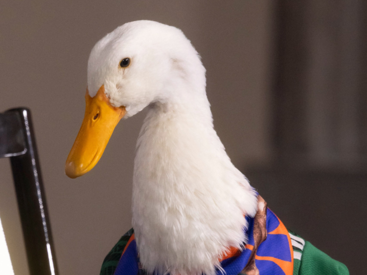 El Pato Merlín, genuino producto de la cultura popular mexicana (Opinión). Jesús Mejía, columna Dale, dale, dale