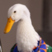 El Pato Merlín, genuino producto de la cultura popular mexicana (Opinión). Jesús Mejía, columna Dale, dale, dale