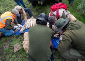 Autoridades de Protección Civil del Estado de México y especialistas en fauna silvestre lograron capturar con vida al tigre de bengala que se encontraba suelto en Tepetlaoxtoc.