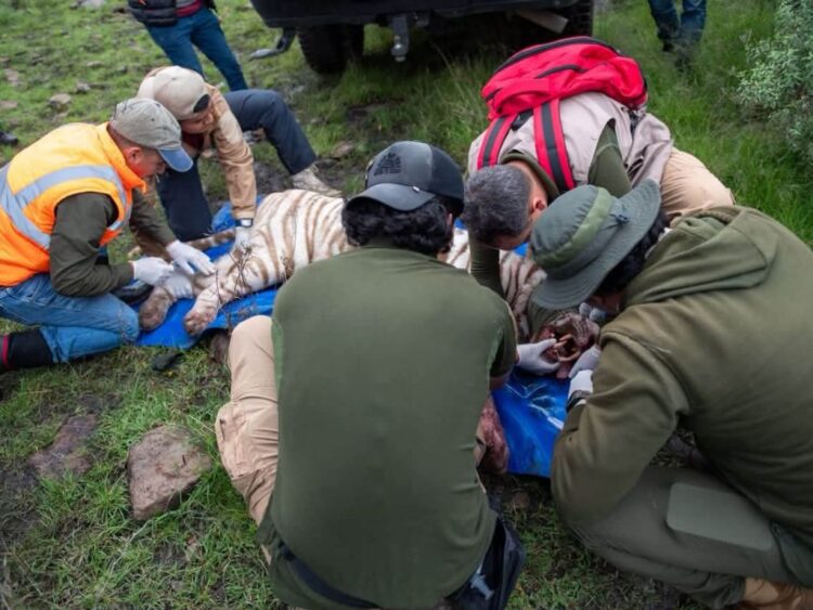 Autoridades de Protección Civil del Estado de México y especialistas en fauna silvestre lograron capturar con vida al tigre de bengala que se encontraba suelto en Tepetlaoxtoc.