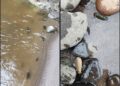 Contaminación mata especies en río Tizapa