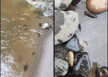 Contaminación mata especies en río Tizapa