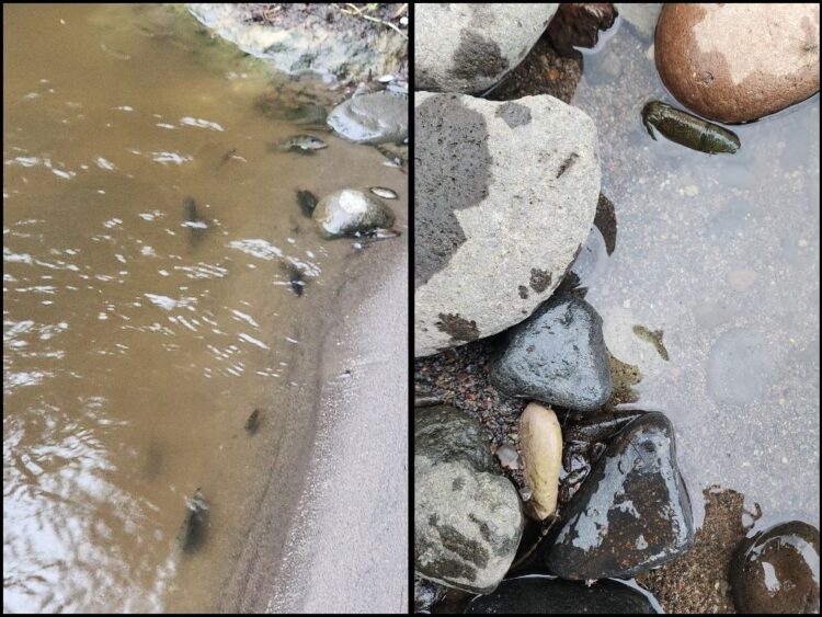 Contaminación mata especies en río Tizapa