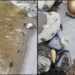 Contaminación mata especies en río Tizapa