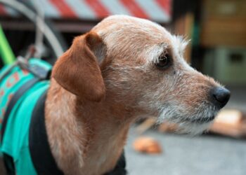 Día mundial del perro mercado Sonora y los lomitos caramelo