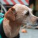 Día mundial del perro mercado Sonora y los lomitos caramelo