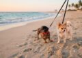 Persona pasea con su perro frente al Malecón de Mazatlán, uno de los espacios pet friendly que el destino ofrece para disfrutar las vacaciones de verano junto a las mascotas.