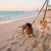 Persona pasea con su perro frente al Malecón de Mazatlán, uno de los espacios pet friendly que el destino ofrece para disfrutar las vacaciones de verano junto a las mascotas.