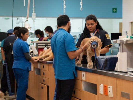 Médico veterinario realiza una revisión preventiva a un perro durante una consulta, como parte de un esquema de medicina preventiva y desparasitación.