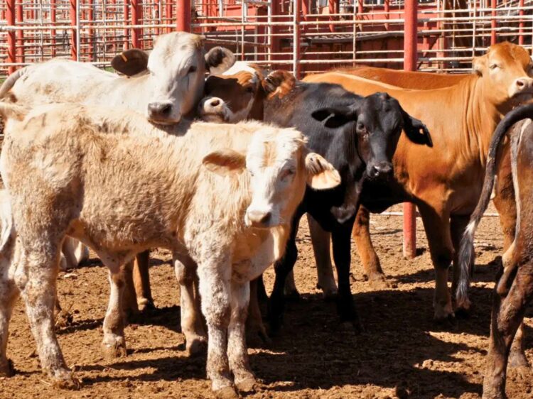 Estados Unidos reanudará en agosto la importación de ganado mexicano.