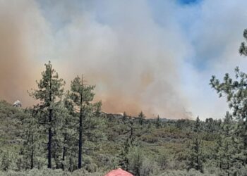 Incendio forestal consume 40 hectáreas de bosque en la Sierra de Juárez