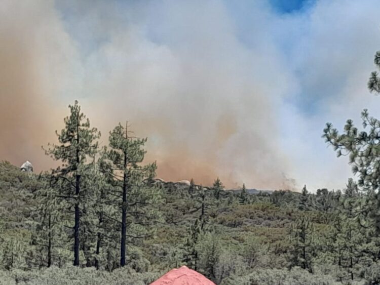 Incendio forestal consume 40 hectáreas de bosque en la Sierra de Juárez