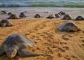 Inicia la temporada de arribo de tortugas marinas en Michoacán