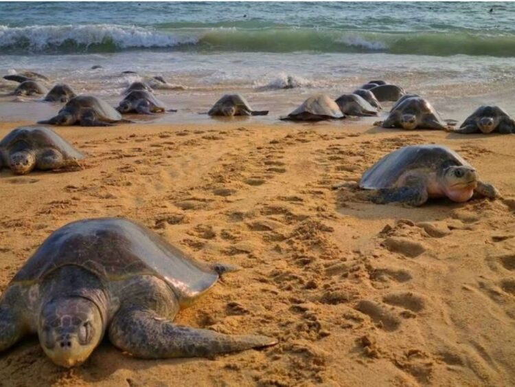 Inicia la temporada de arribo de tortugas marinas en Michoacán