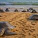 Inicia la temporada de arribo de tortugas marinas en Michoacán