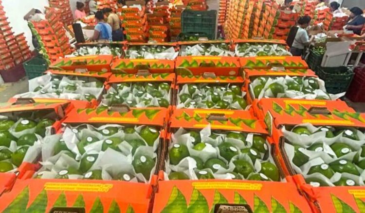 Cooperativa veracruzana envía sus primeras 40 toneladas de limón a EU y a Rusia