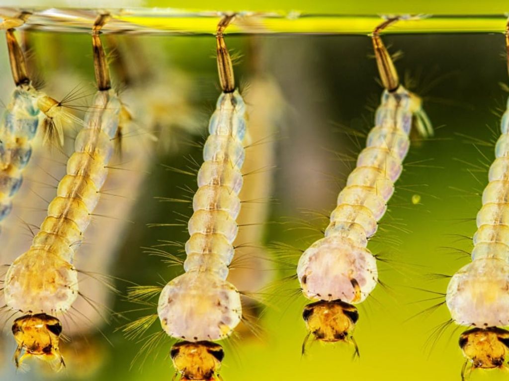 Mosquito Culex: ¿riesgo para la salud?