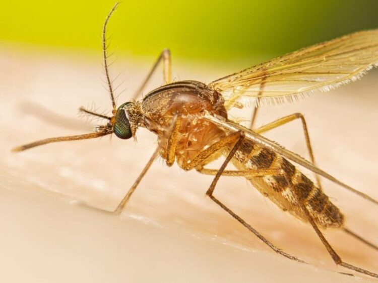 Mosquito Culex: ¿riesgo para la salud?